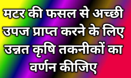 मटर की फसल से अच्छी उपज प्राप्त करने के लिए उन्नत कृषि तकनीकों का वर्णन कीजिए By Era of infology