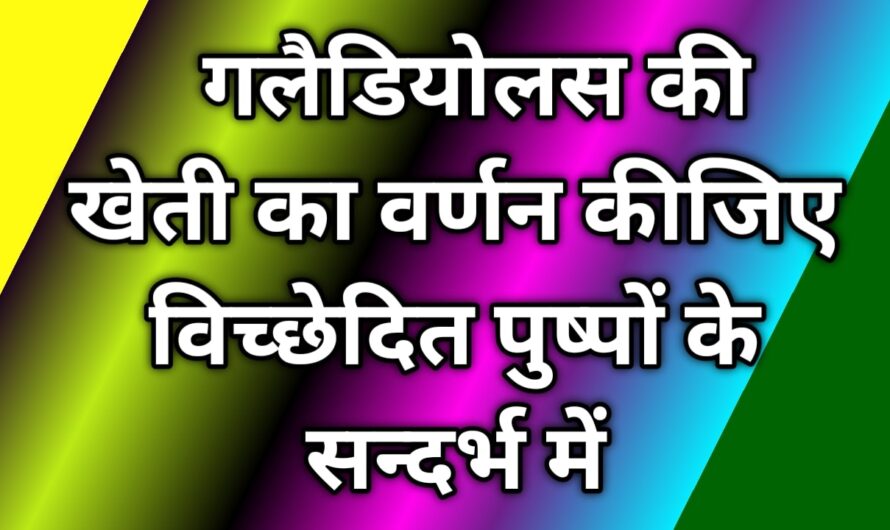  गलैडियोलस की खेती का वर्णन कीजिए विच्छेदित पुष्पों के सन्दर्भ में